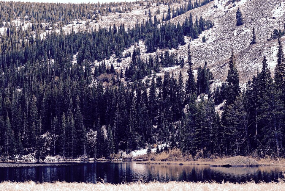 Landscape trees plant