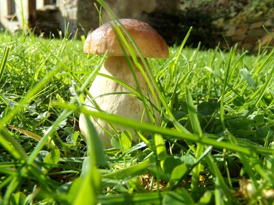 Ceps mushrooms nature