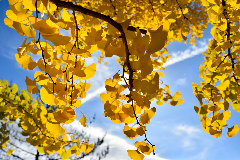Autumn autumnal leaves mt