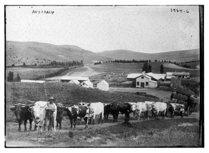 New Zealand, carting wool LCCN2014702788
