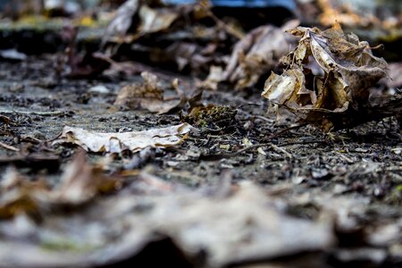 Dry autumn leaf photo