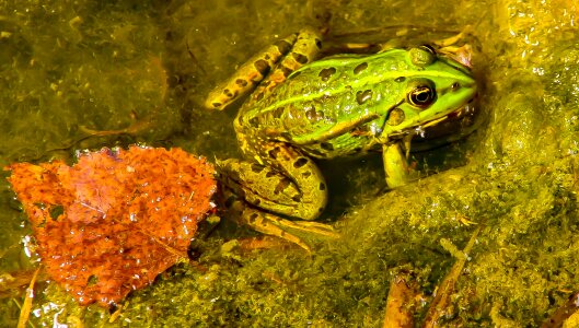 Animal pond inhabitants aquatic animal