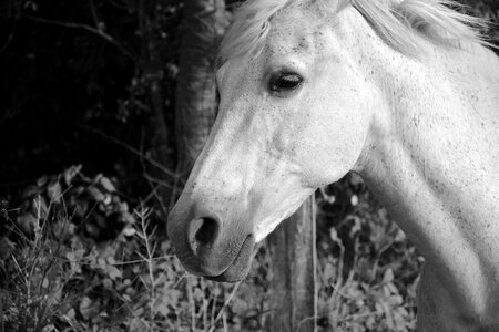 Fort horseback riding mouth photo