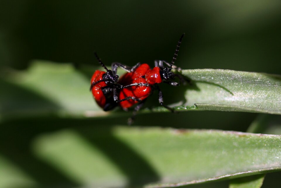 Pair mating nature