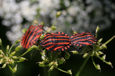 Macro insect strip bug