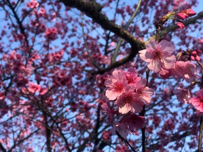 Sky petal trees