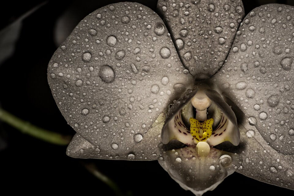 Close up flower plant