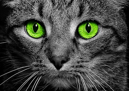 Cat's eyes face close up