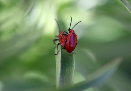 Pair mating nature