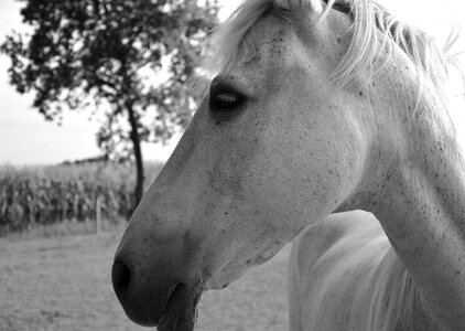 Horseback riding image black white horse head photo