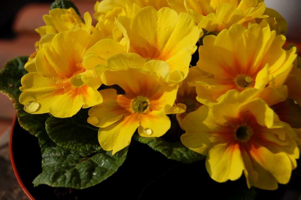 Leaf floral cowslip