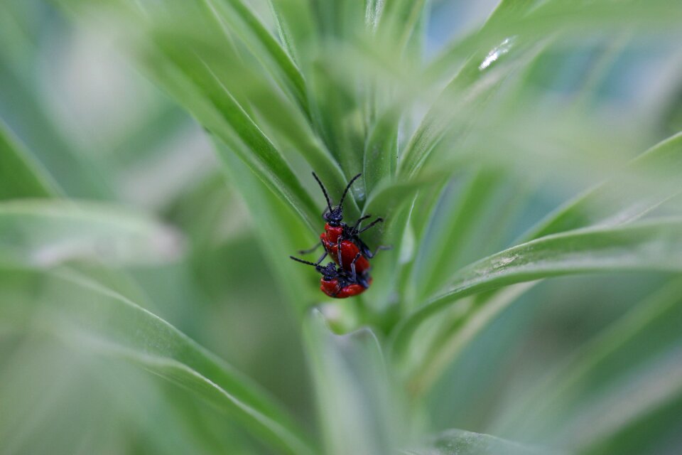 Pair mating nature