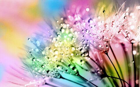 Bright dandelion blowball