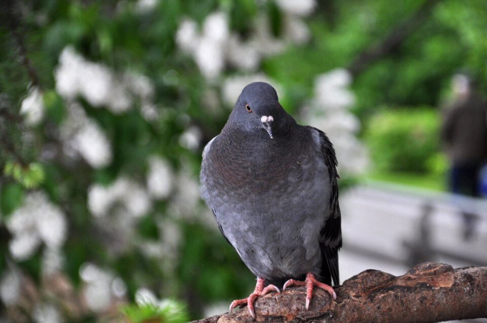 Lake white pigeon