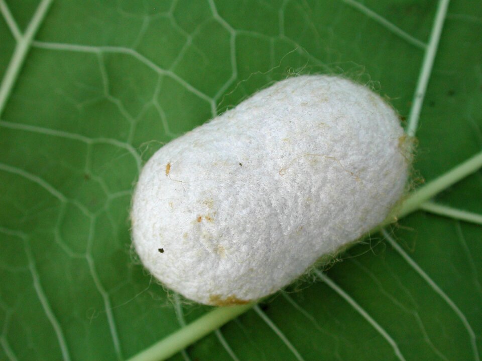 Silk nature texture
