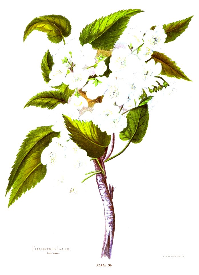 Nfnz d217 plagianthus lyallii