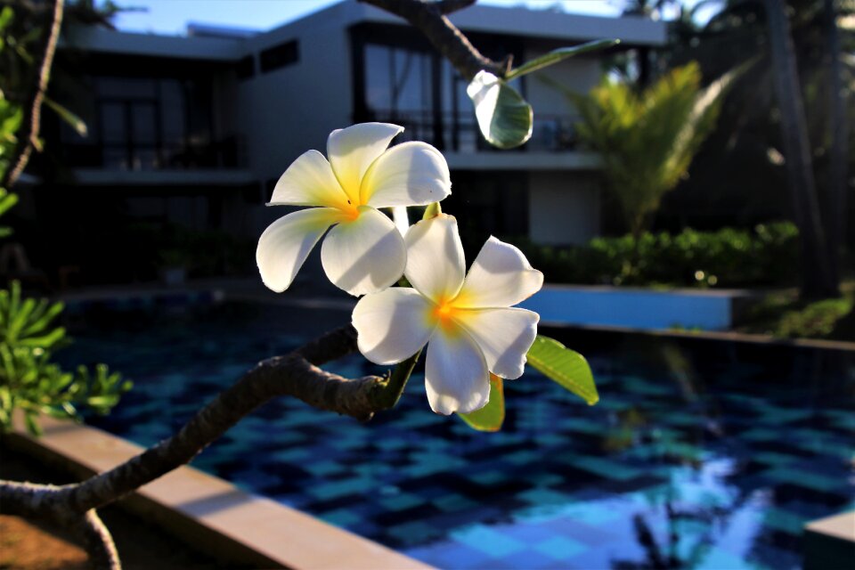Pool nature water