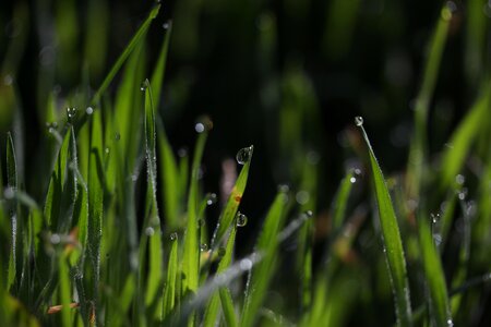 Drops bokeh water