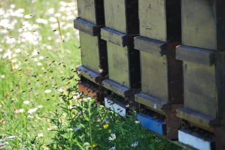 Honey meadow diligence