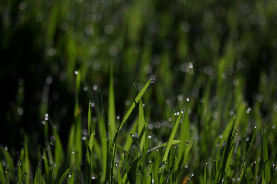 Drops bokeh water