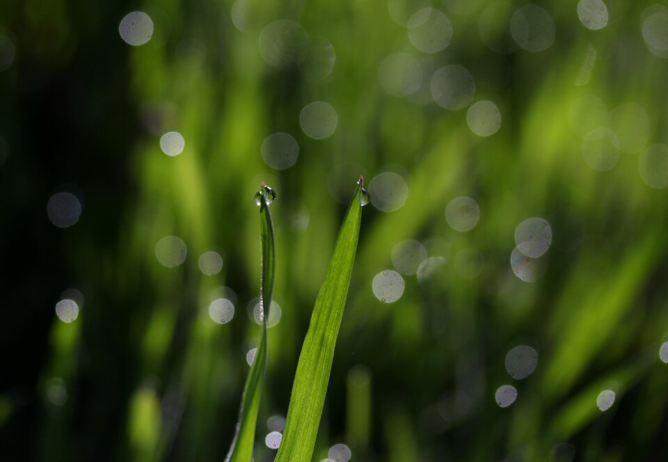 Drops bokeh water