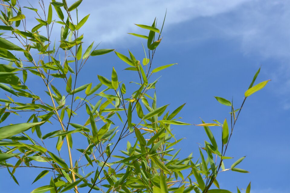 Nature green foliage garden