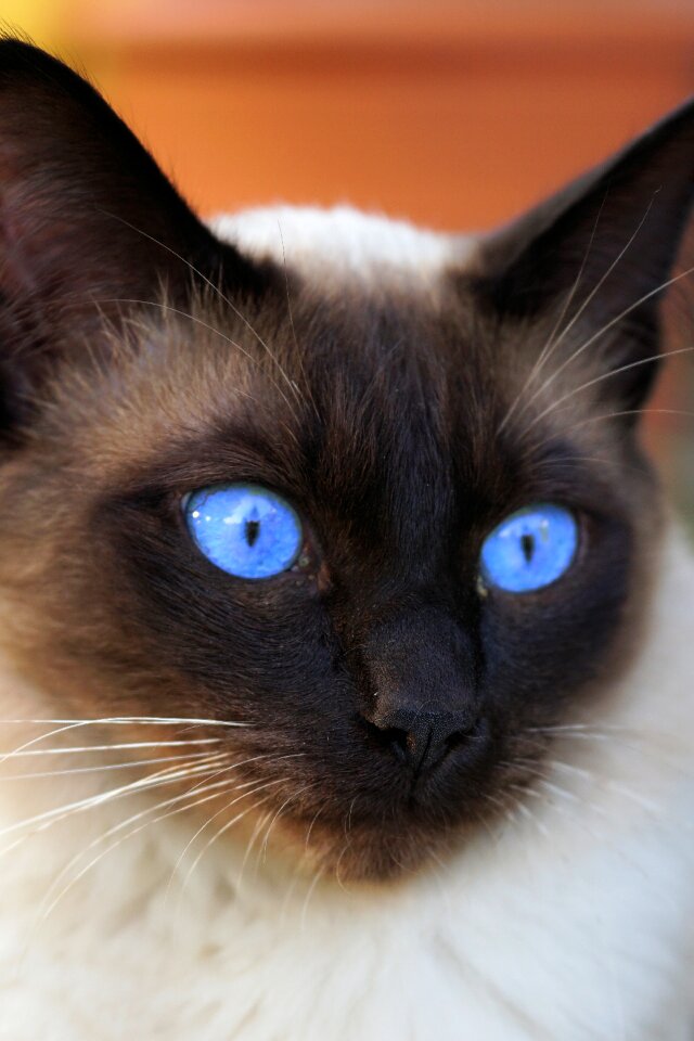 Domestic cat mieze breed cat