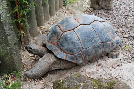 Slowly animal world exoskeleton