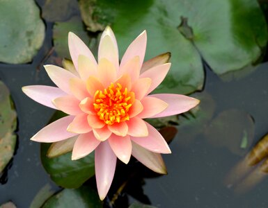 Natural fresh nature