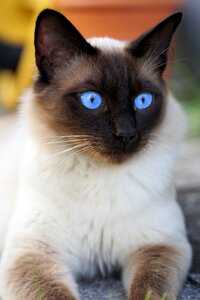 Domestic cat mieze breed cat photo