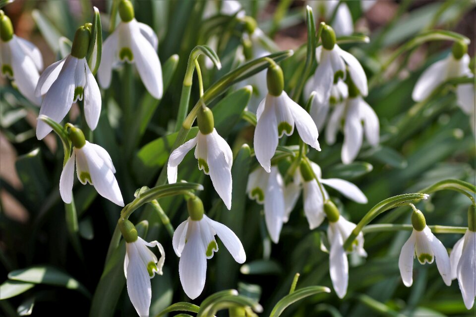 Spring white flower garden