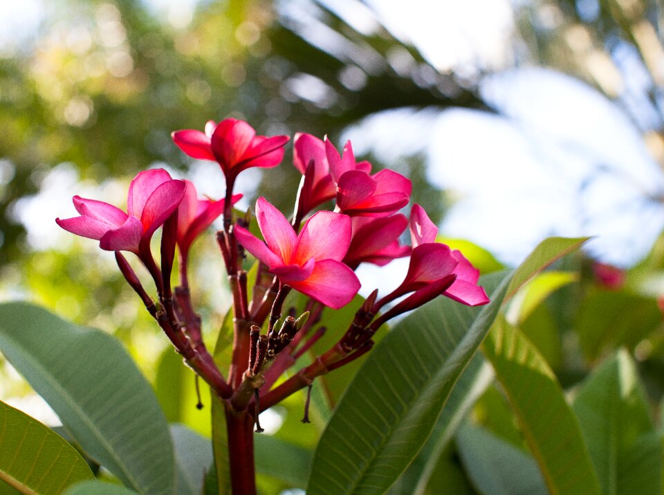 Plumeria plumiera shrubs