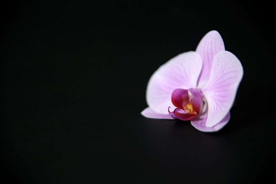 Bloom purple decoration