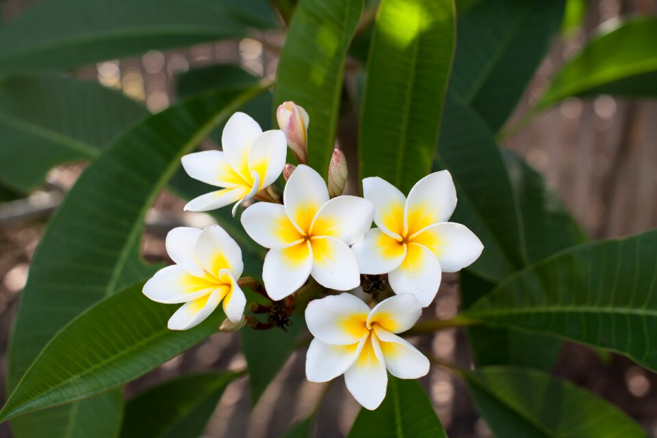 Frangipani plumeria rubra fragrant white or pink flowers