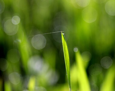 Spider web fine drops
