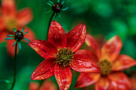Blossom floral colorful