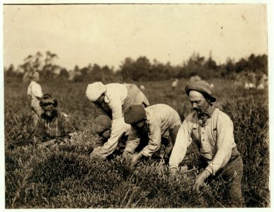 Nick Cechini, 10 years old, been picking for three years, and Joe Cechini, 12 years old, been picking five years. 1147 Deliheigh St., Philadelphia. Wit(ness) E.F. Brown. Theodore Budd's Bog LOC nclc.00039