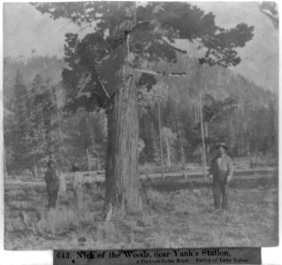 Nick of the Woods, near Yank's Station, A Curious Cedar Knot, Valley of Lake Tahoe LCCN2002723567