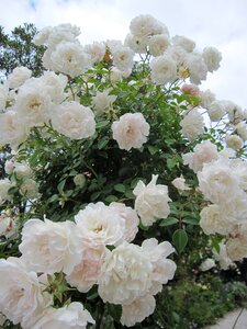 Flowers white rose nature