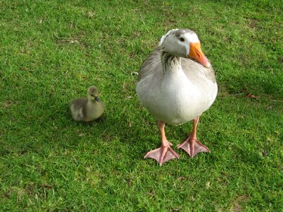 Goose goose with baby animal