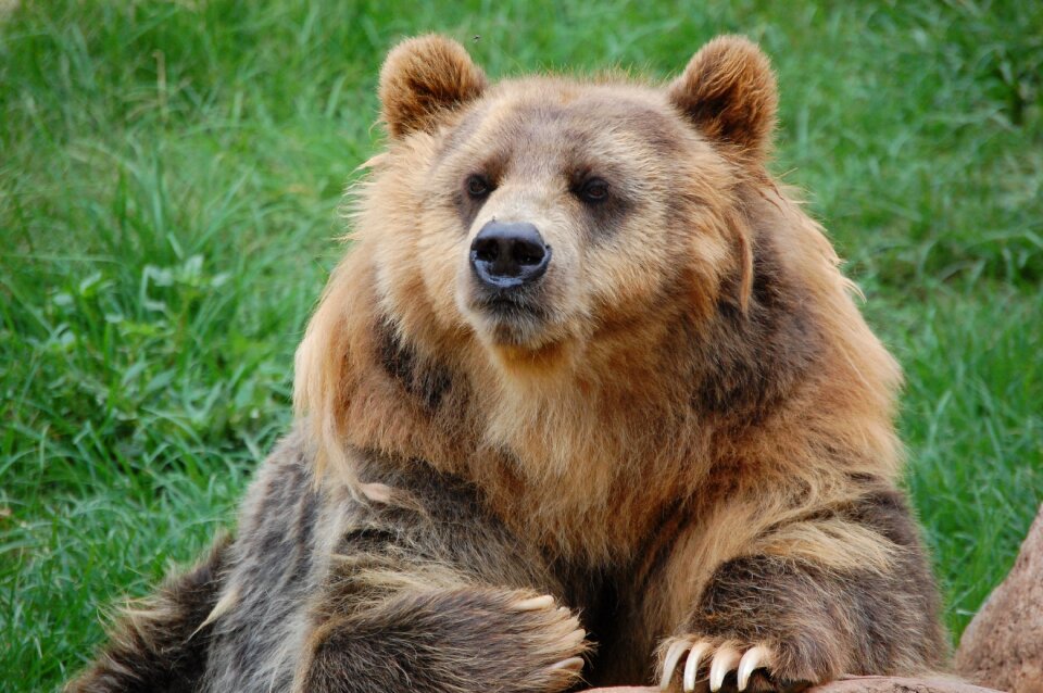 Wildlife animal wild