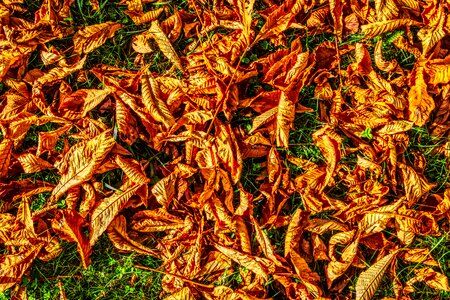 Colorful red fall color