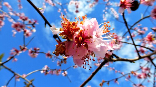 Almond flower season photo