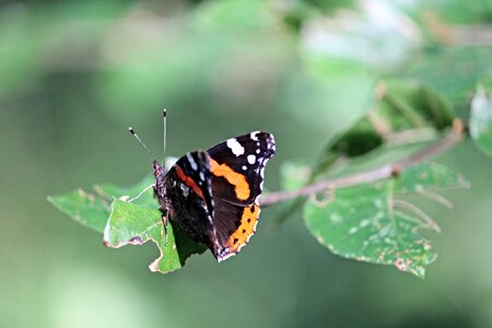 Edelfalter patch butterflies insect