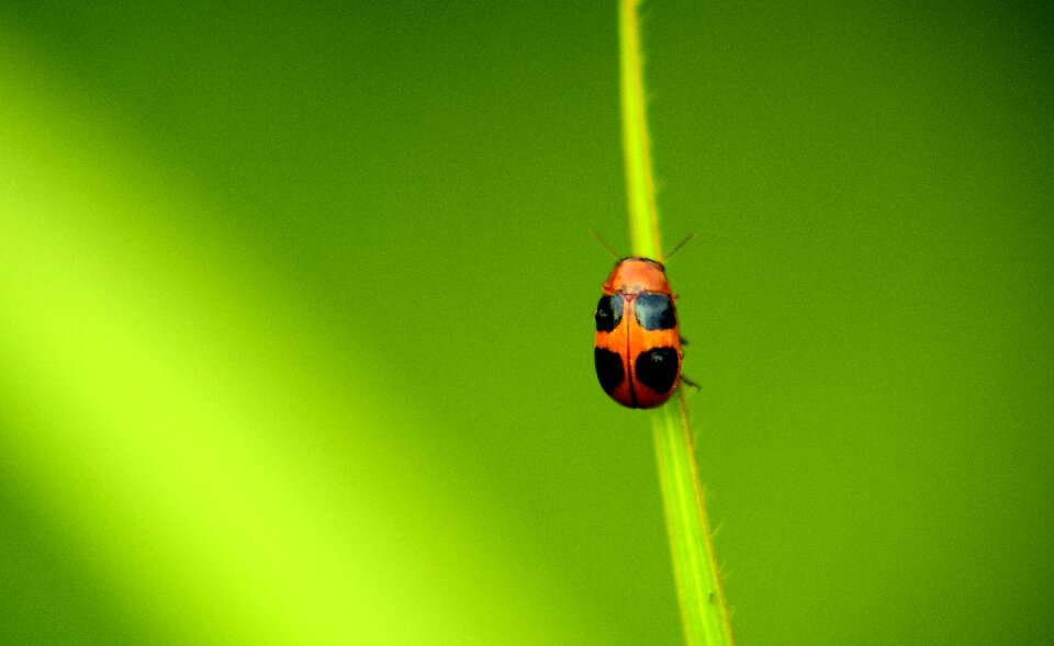 Beetle nature biology