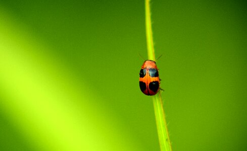 Beetle nature biology