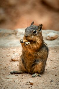 Wildlife squirrel rodent