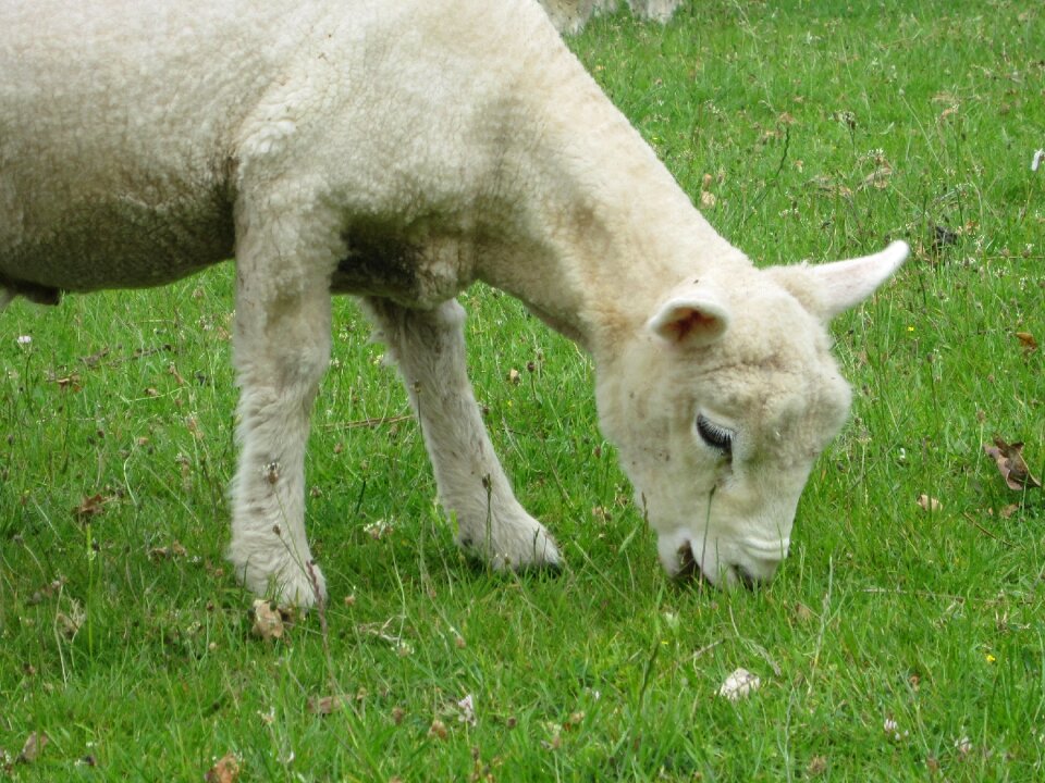 Lamb eating baby lamb cute animal