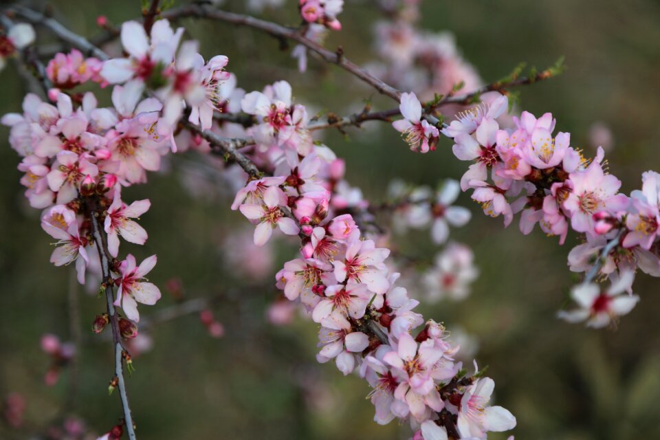Plant blooming bud