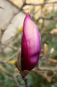 Nature spring magnolia liliiflora photo